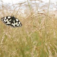 Marbled White wideangle 4 
